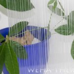 Ornamentglas Bi Rain